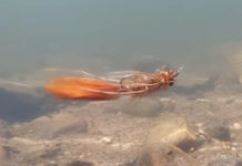 Video: How to Tie the Bronze Goddess