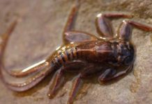 Video: Basic Insect Identification for Fly Fishers