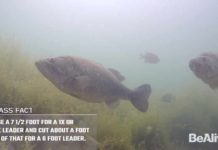 Video Pro Tips: How to Fly-Fish for Bass