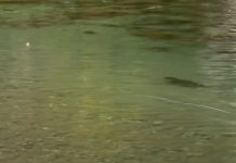 Master Class Monday: How to Know When a Trout WON’T Take Your Fly