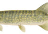 Fish Facts: Chain Pickerel (Esox niger)