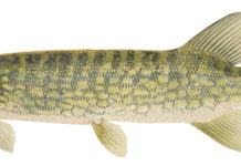 Fish Facts: Chain Pickerel (Esox niger)