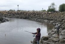 Poor king salmon runs close peninsula rivers to fishing