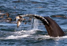 Fish reportedly raining from the sky across San Francisco