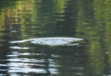 Master Class Monday: Understanding Rise Forms During a Spinner Fall