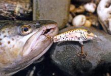 Bibbed Trout Minnows for Trolling and Spin Fishing