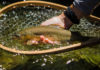 Video: In Search of Apache Trout