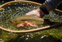 Video: In Search of Apache Trout