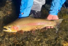 On the fly: Embrace your inner scientist