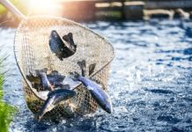 Best fishing net | FOX31 Denver