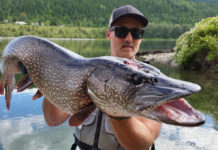 Invasive species fish out derby coming to Columbia River – Rossland News