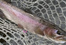 Fishing report: Among the summer crowds, there are still great people in Montana | State & Regional
