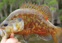 Luke writes about fishing for bream | Sports