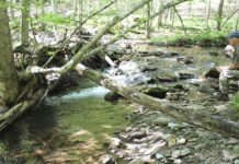 High summer, jar flies and fly fishing | Sports