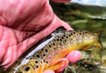 CAMERA COUPS!!! – Montana Hunting and Fishing Information