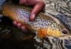 How to Catch Loads of Trout With Simple Jigs