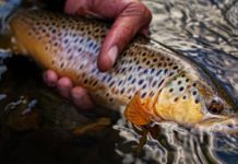 How to Catch Loads of Trout With Simple Jigs