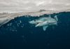 Federal Ban Ends Mako Shark Fishing Fever in the Northeast