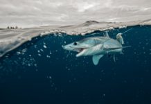 Federal Ban Ends Mako Shark Fishing Fever in the Northeast