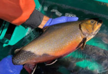 Go fishing now for the fly hatch that brings out super-sized trout