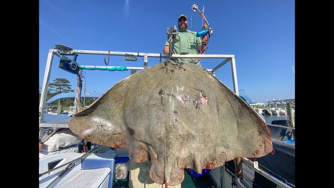 Bowfisherman Shoots Pending World Record Butterfly Ray - Xpert Fly Fisher