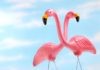 Why Are Pink Flamingos Popping Up In Yards Across Michigan?