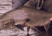 Video: Blood Type L, Amazing Footage from Labrador