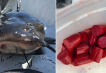 Hotdogs are the Best Bait for Summer Channel Catfish