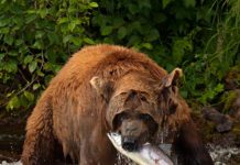 Wednesday Wake-Up Call 07.13.22 – Orvis News