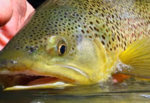 Video Pro Tips: Secrets to Fishing Spring Creeks