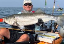 Tactics for catching trophy striped bass