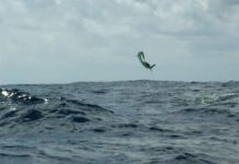 Video: Incredible Footage of Dorado Chasing Down Prey