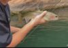 Trout fishing threatened as the Colorado River warms up