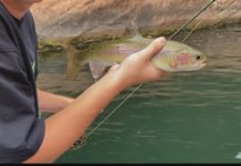 Trout fishing threatened as the Colorado River warms up