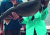 Chicago fishing, Midwest Fishing Report: Bowfin, drum, carp, crappie, bluegill, perch, bass, kings