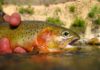 Summer Trout Fishing Tactics for When Things Really Warm Up