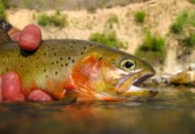 Summer Trout Fishing Tactics for When Things Really Warm Up