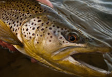 How to Catch Trout at Night