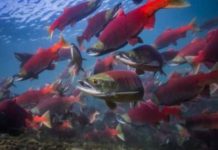 Kenai River Sockeye Salmon Bag Limits Increased