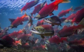 Kenai River Sockeye Salmon Bag Limits Increased