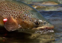 Master Class Monday: How to Fish Around Submerged Rocks