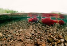 Record Number of Salmon Return to Alaska’s Bristol Bay