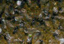 A Midsummer Trifecta of Fly Patterns