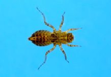 Natural Reflections: Dragonfly Nymphs for Trout