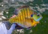 Catch More Bluegills by Being More Patient