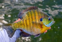 Catch More Bluegills by Being More Patient