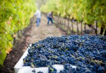 Looking for Leisure Travel? Wine Flies Free From Here