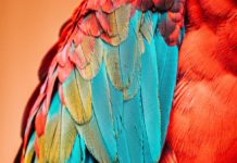 Why The Feather Thief is the Most Bizarre Heist Story You’ll Ever Read | by Melissa Gouty | Aug, 2022