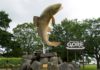 Gore’s bid to become the ‘Brown Trout Capital of the World’