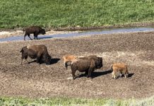 Despite flooding, Yellowstone National Park still thrives